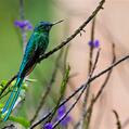 Long-tailed Sylph (Aglaiocercus kingii)