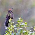 Rainbow-bearded Thornbill (Chalcostigma herrani)