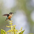 Santa Marta Woodstar (Chaetocercus astreans)