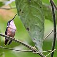 Santa Marta Woodstar (Chaetocercus astreans)