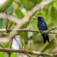 Sapphire-bellied Hummingbird (Lepidopyga lilliae)