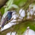 Sapphire-bellied Hummingbird (Lepidopyga lilliae)