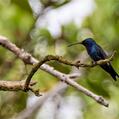 Sapphire-bellied Hummingbird (Lepidopyga lilliae)