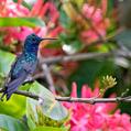 Sapphire-bellied Hummingbird (Lepidopyga lilliae)