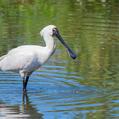 Royal Spoonbill (Platalea regia)