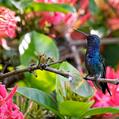 Sapphire-bellied Hummingbird (Lepidopyga lilliae)
