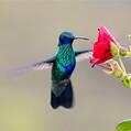 Sparkling Violetear (Colibri coruscans)