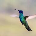 Sparkling Violetear (Colibri coruscans)