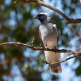 Black-faced Cuckooshrike (Coracina novaehollandiae)