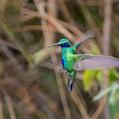 Sparkling Violetear (Colibri coruscans)