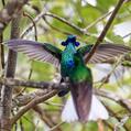 Sparkling Violetear (Colibri coruscans)