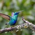 Sparkling Violetear (Colibri coruscans)
