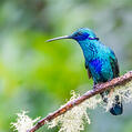 Sparkling Violetear (Colibri coruscans)