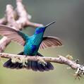 Sparkling Violetear (Colibri coruscans)