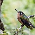 Speckled Hummingbird (Adelomyia melanogenys)