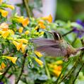 Speckled Hummingbird (Adelomyia melanogenys)
