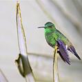 Steely-vented Hummingbird (Amazilia saucerottei)