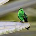 Steely-vented Hummingbird (Amazilia saucerottei)