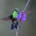 Steely-vented Hummingbird (Amazilia saucerottei)