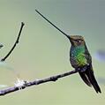 Sword-billed Hummingbird (Ensifera ensifera)