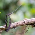 Sword-billed Hummingbird (Ensifera ensifera)
