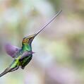 Sword-billed Hummingbird (Ensifera ensifera)