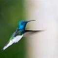 White-necked Jacobin (Florisuga mellivora)