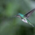 White-necked Jacobin (Florisuga mellivora)