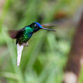 White-tailed Starfrontlet (Coeligena phalerata)