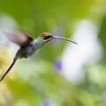 White-whiskered Hermit (Phaethornis yaruqui)