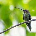 White-whiskered Hermit (Phaethornis yaruqui)