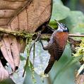 Bay Wren (Cantorchilus nigricapillus)