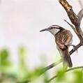Bicolored Wren (Campylorhynchus griseus)
