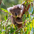 Koala (Phascolarctos cinereus)