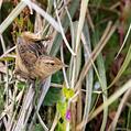 Grass Wren (Cistothorus platensis)