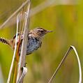 Grass Wren (Cistothorus platensis)