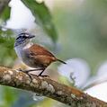 Grey-breasted Wood Wren (Henicorhina leucophrys)