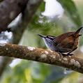 Grey-breasted Wood Wren (Henicorhina leucophrys)