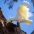 Sulphur-crested Cockatoo (Cacatua galerita)