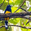 White-tailed Trogon (Trogon chionurus)