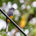 White-tailed Trogon (Trogon chionurus)