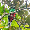 White-tipped Quetzal (Pharomachrus fulgidus)