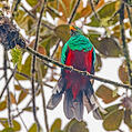 White-tipped Quetzal (Pharomachrus fulgidus)