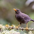 Great Thrush (Turdus fuscater)