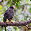 Great Thrush (Turdus fuscater)