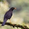 Great Thrush (Turdus fuscater)