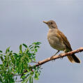 Pale-breasted Thrush (Turdus leucomelas)