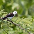 Pied Water Tyrant (Fluvicola pica)