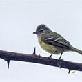 Southern Beardless Tyrannulet (Camptostoma obsoletum)