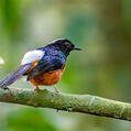 White-crowned Shama (Copsychus stricklandii)